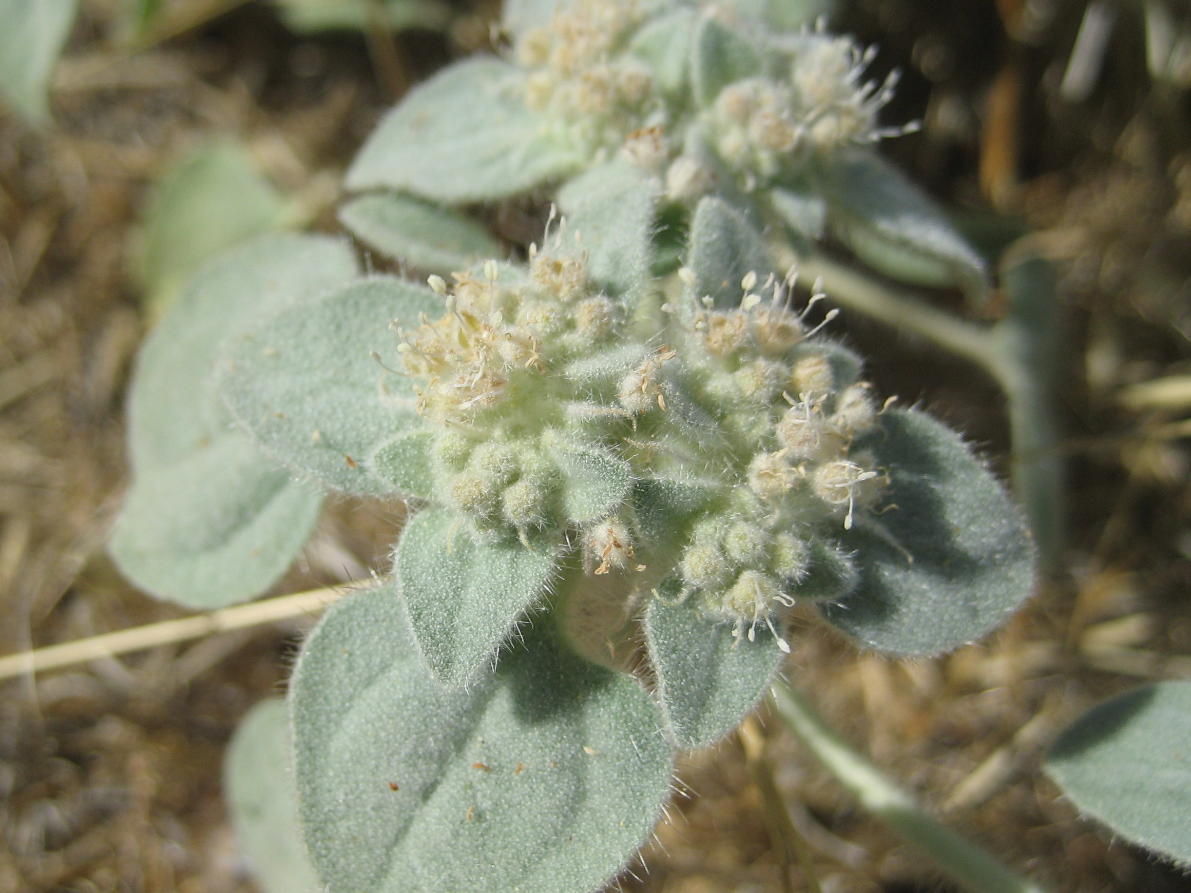 Plant with grey/green fuzzy leaves and small white flowers